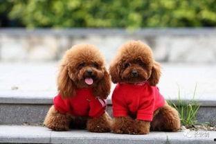 天门泰迪爆料视频大全最新,揭秘幕后真相与精彩瞬间